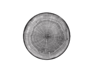 RAK Woodart tanier dezertný coupe 15 cm – šedá | RAK-WDNNPR15BG